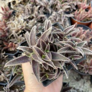 Cyanotis somaliensis