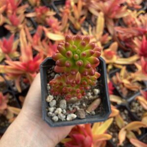 Sedum rubrotinctum