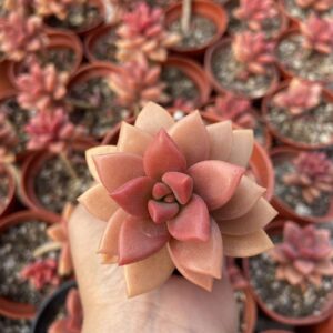 Graptosedum bronze