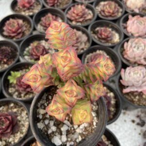 Crassula perforata v.