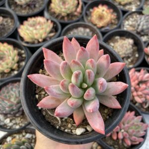 Pachyphytum hookeri