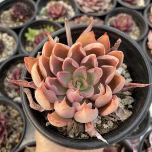 Echeveria soto