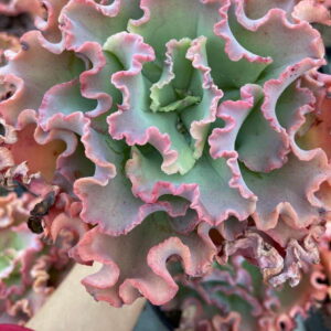 E. Gibbiflora Ruffles