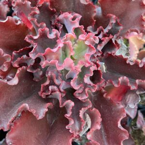 E. Gibbiflora Choco.