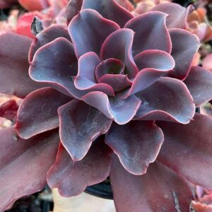 Echeveria Hortensia