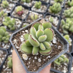 Cotyledon tomentosa