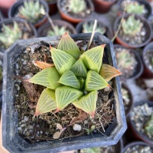 Haworthia retusa