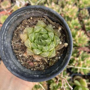 Haworthia cooperi