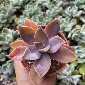 Graptoveria Fred Ives