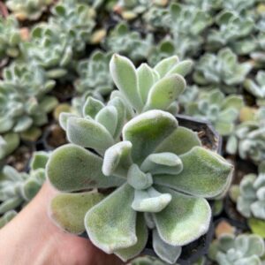 Echeveria setosa