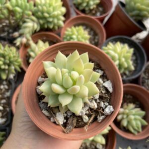 Sedeveria H. Butterfly