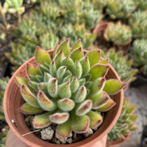 Echeveria setosa “Arrow”