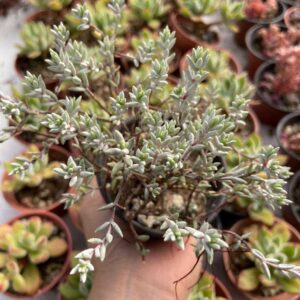 Crassula biplanata