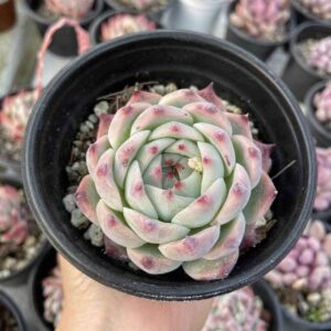 E. Agavoides Lipstick
