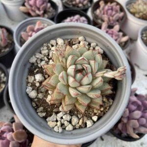 E. Agavoides Aquamarine