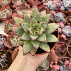 Graptoveria Margaret Rose