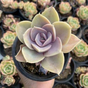 Kalanchoe thyrsiflora