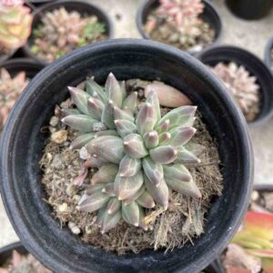 Pachyphytum compactum